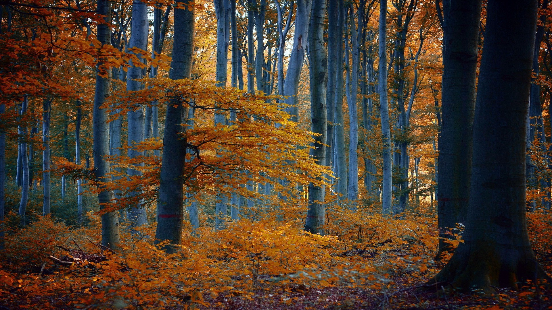 nature, Trees, Forest, Fall, Branch, Leaves, Yellow, Wood Wallpapers HD / Desktop and ...1920 x 1080