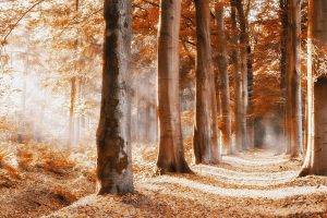 nature, Trees, Forest, Fall, Branch, Leaves, Yellow, Wood, Path, Sunlight, Shadow