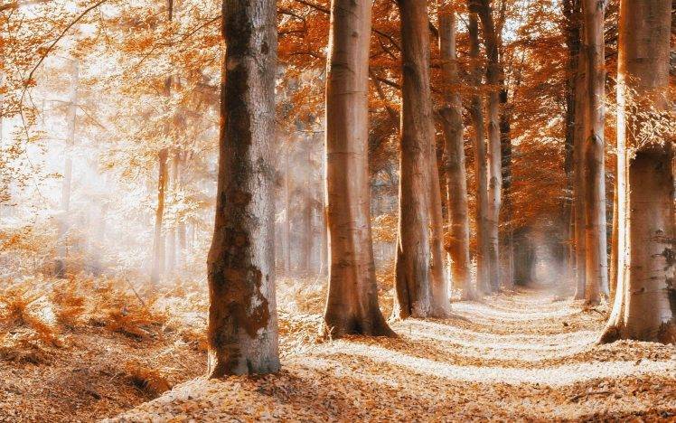 nature, Trees, Forest, Fall, Branch, Leaves, Yellow, Wood, Path, Sunlight, Shadow HD Wallpaper Desktop Background