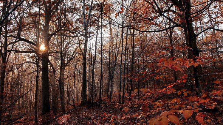 nature, Trees, Forest, Fall, Branch, Leaves, Yellow, Wood, Sun, Sunlight, Hill, Mist HD Wallpaper Desktop Background