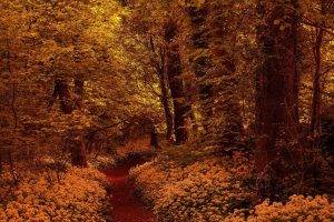 nature, Trees, Forest, Fall, Branch, Leaves, Yellow, Wood, Flowers, Path