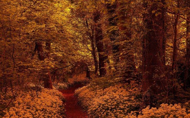 nature, Trees, Forest, Fall, Branch, Leaves, Yellow, Wood, Flowers, Path HD Wallpaper Desktop Background