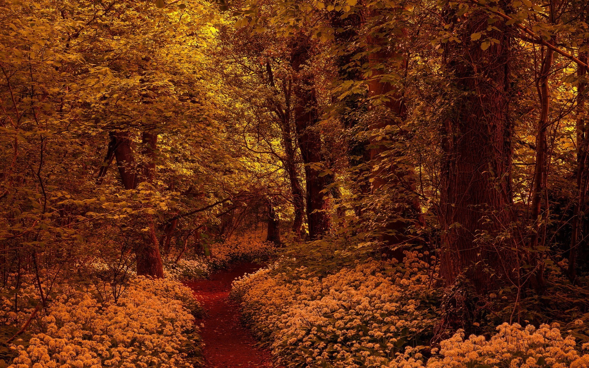 nature, Trees, Forest, Fall, Branch, Leaves, Yellow, Wood, Flowers, Path Wallpaper