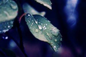 nature, Macro, Water Drops