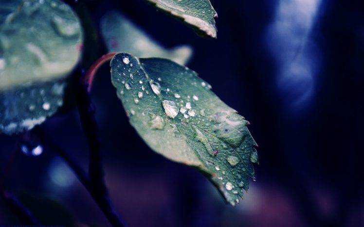 nature, Macro, Water Drops HD Wallpaper Desktop Background