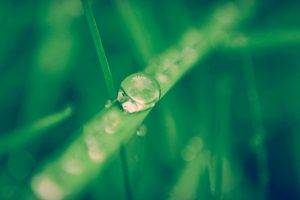 nature, Macro, Grass, Water Drops
