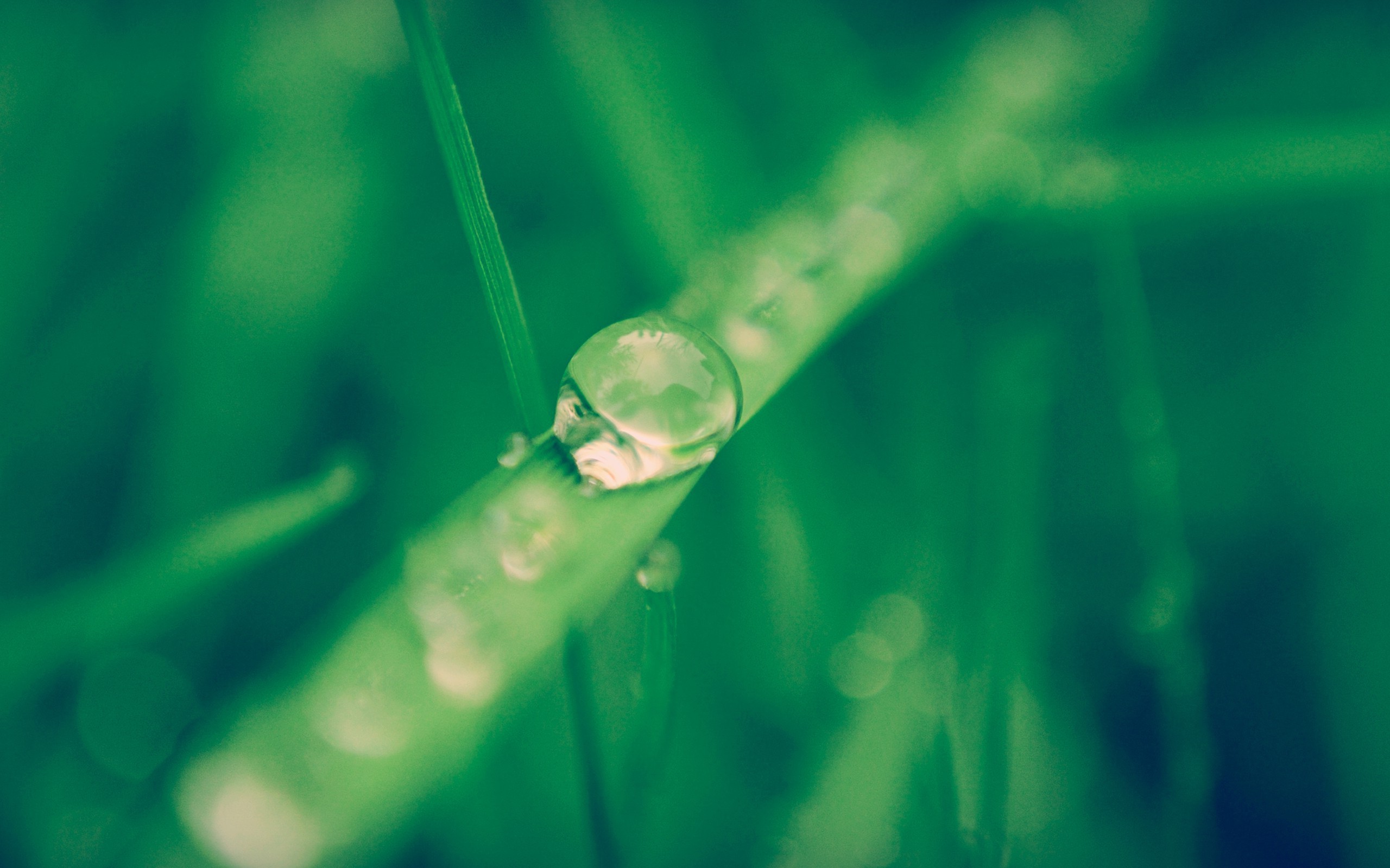 nature, Macro, Grass, Water Drops Wallpaper