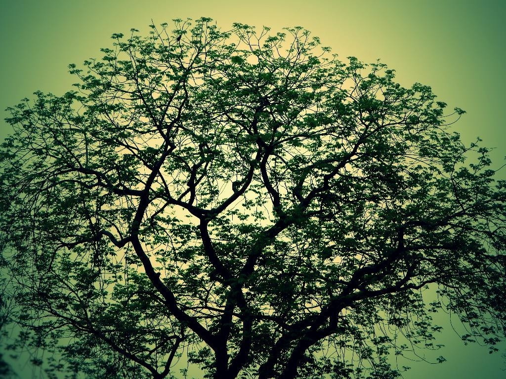 trees, Nature Wallpaper