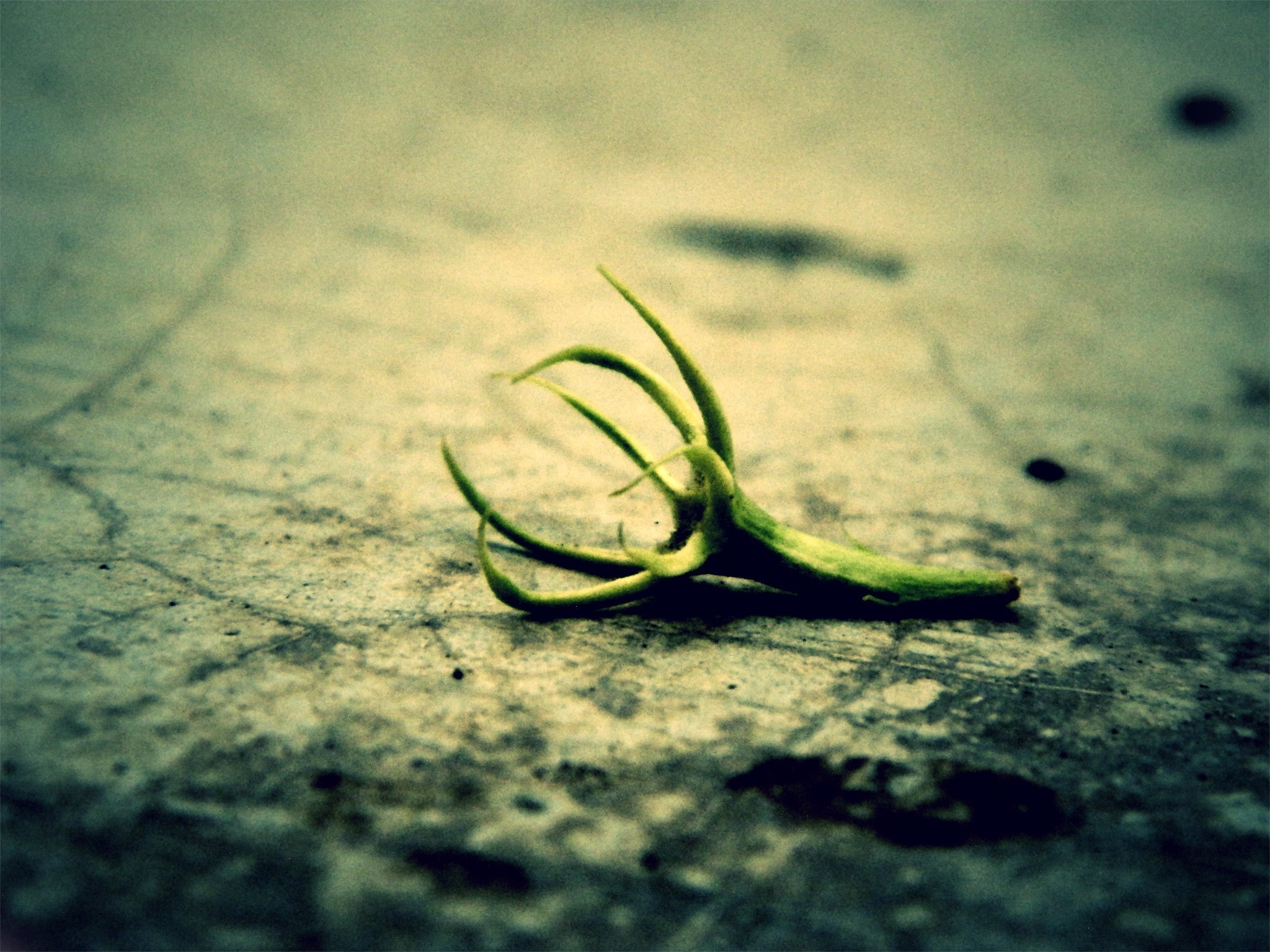 trees, Nature Wallpaper