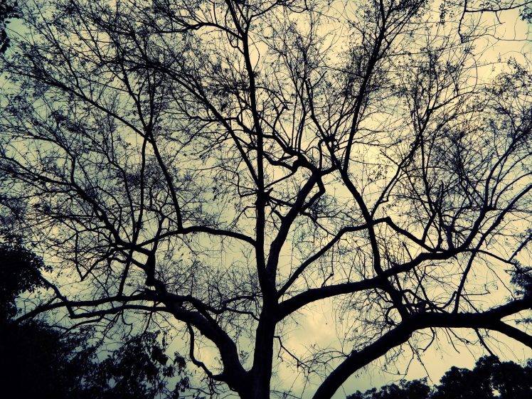 trees, Nature HD Wallpaper Desktop Background
