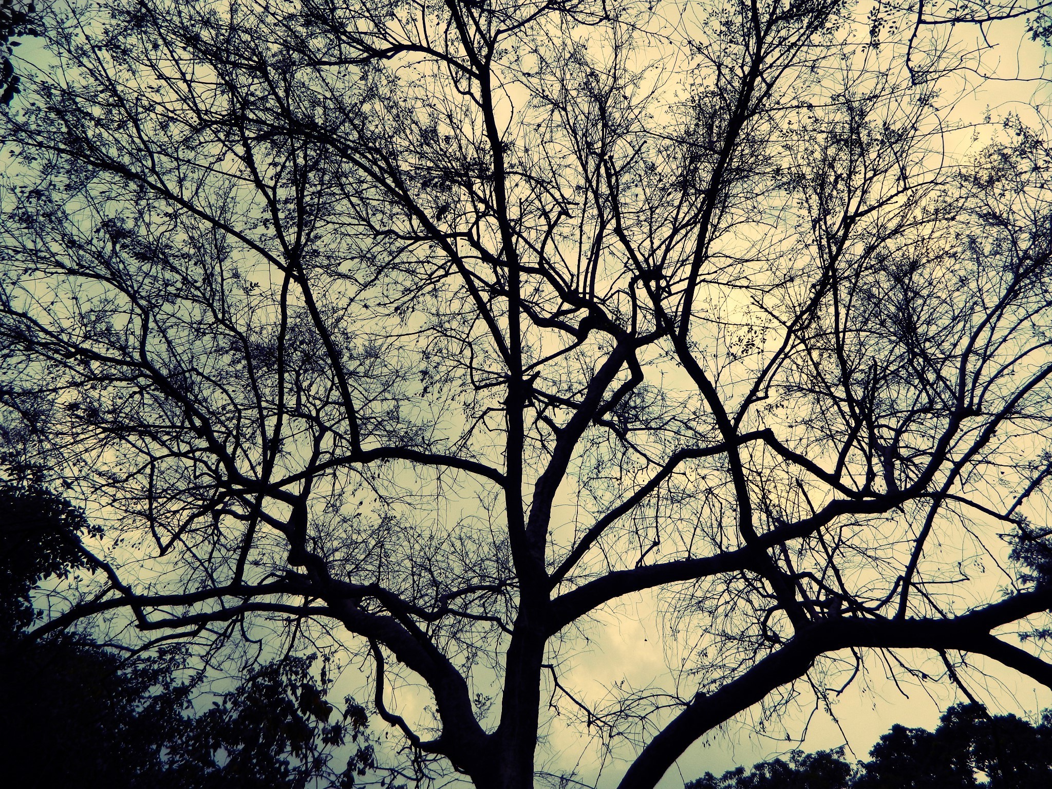 trees, Nature Wallpaper