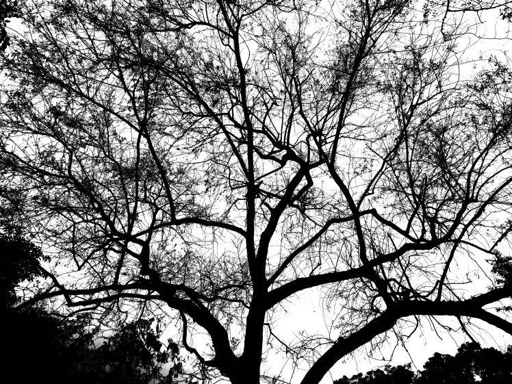 trees, Nature HD Wallpaper Desktop Background