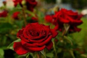 flowers, Rose, Depth Of Field, Nature, Red, Red Flowers