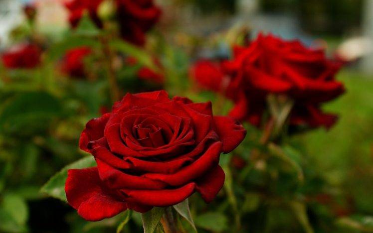 flowers, Rose, Depth Of Field, Nature, Red, Red Flowers HD Wallpaper Desktop Background