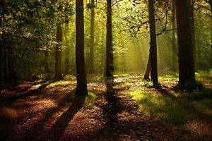 nature, Trees, Forest, Branch, Wood, Mist, Leaves, Sunlight, Shadow