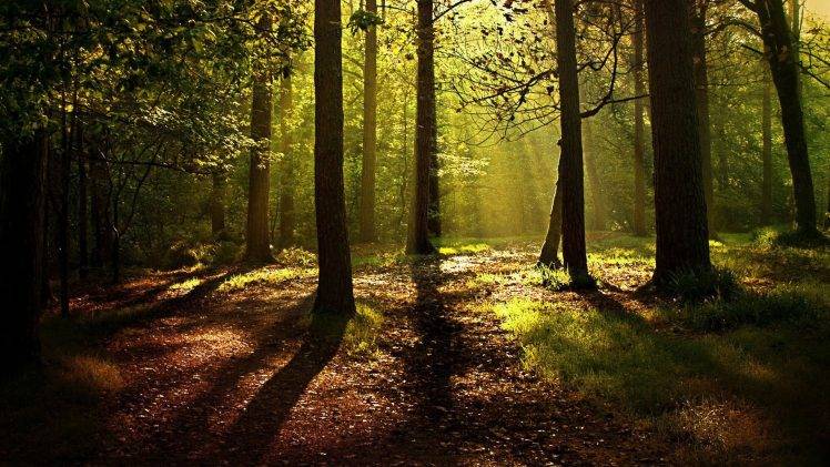 nature, Trees, Forest, Branch, Wood, Mist, Leaves, Sunlight, Shadow HD Wallpaper Desktop Background