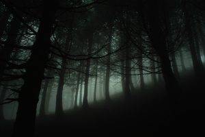 nature, Trees, Forest, Branch, Wood, Mist, Leaves, Silhouette, Hill