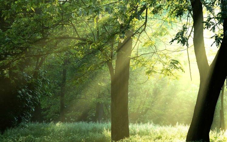 forest, Sunlight, Trees, Nature HD Wallpaper Desktop Background
