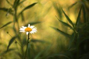 Chamomile, Plants, Flowers, Daisies, Depth Of Field, Nature