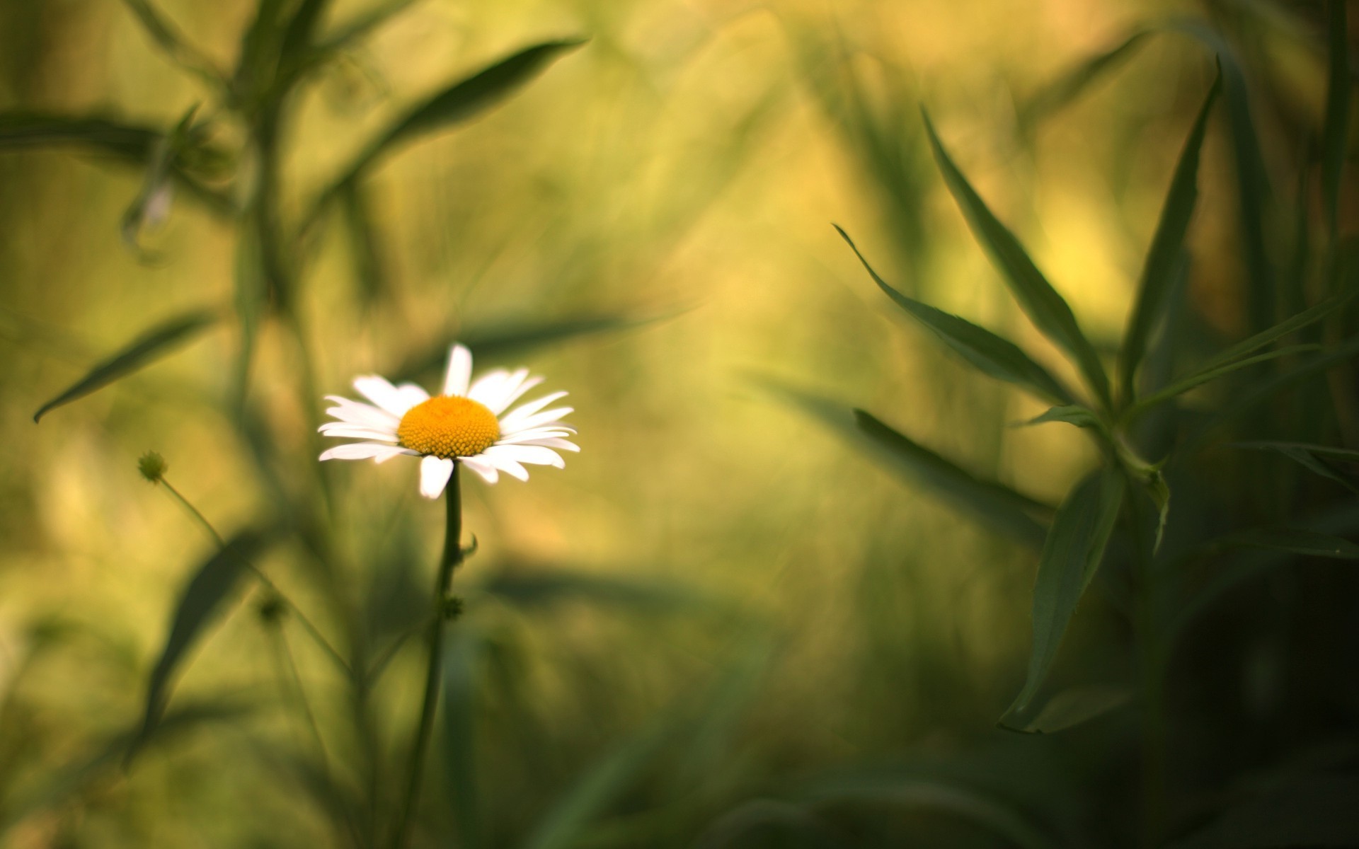 Chamomile, Plants, Flowers, Daisies, Depth Of Field, Nature Wallpaper