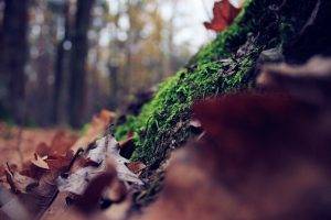 leaves, Forest, Depth Of Field, Moss, Nature