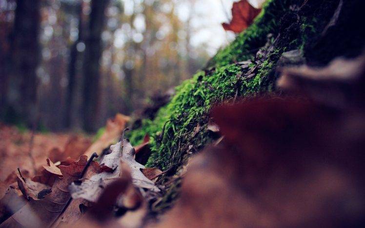 leaves, Forest, Depth Of Field, Moss, Nature HD Wallpaper Desktop Background