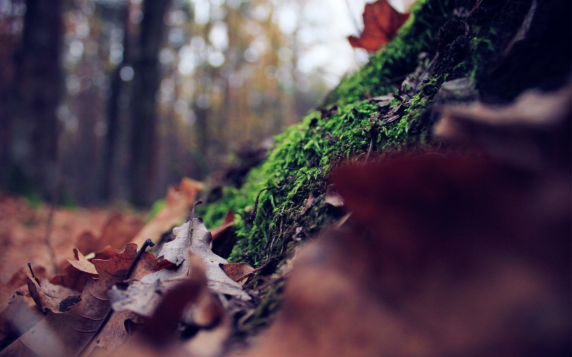 leaves, Forest, Depth Of Field, Moss, Nature Wallpaper
