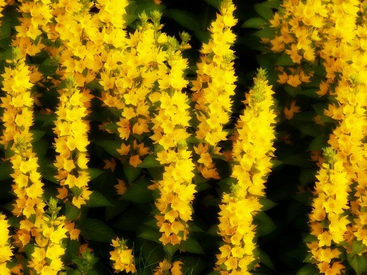 yellow Flowers, Summer, Flowers HD Wallpaper Desktop Background