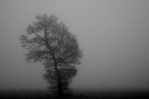 mist, Trees, Nature