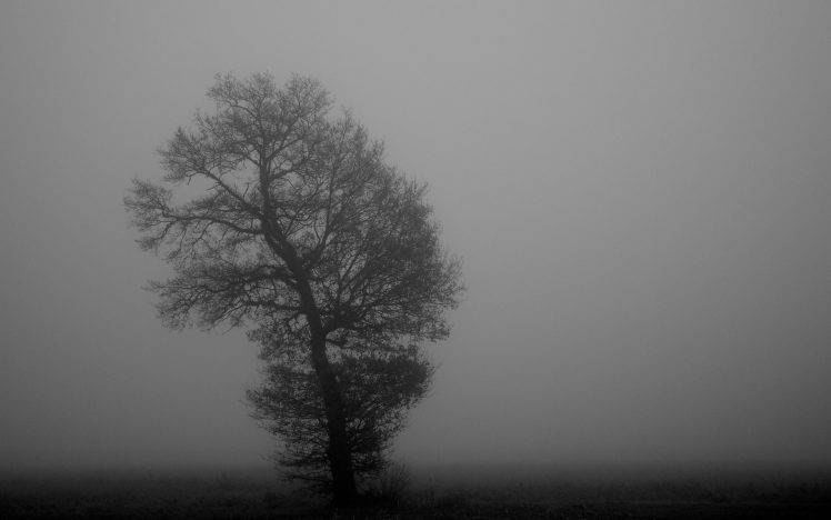 mist, Trees, Nature HD Wallpaper Desktop Background