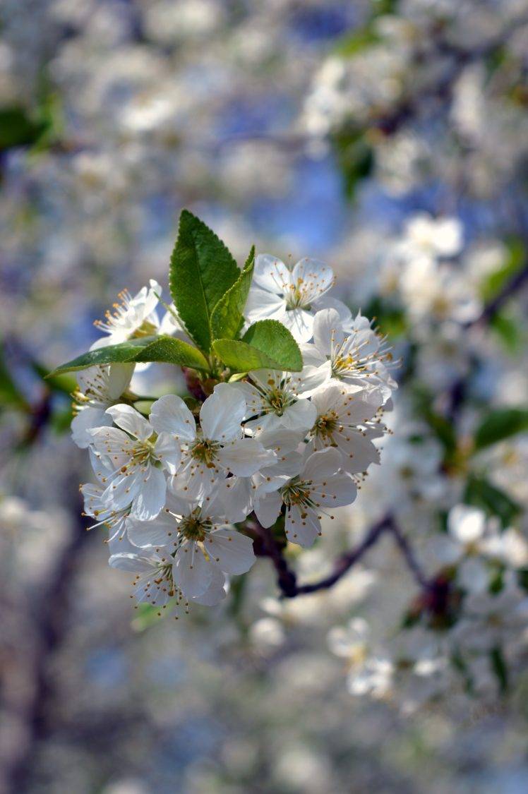 white Flowers, Blurred, Spring, Flowers, Nature HD Wallpaper Desktop Background