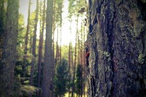 forest, Nature, Masuria, Trees, Closeup, Poland