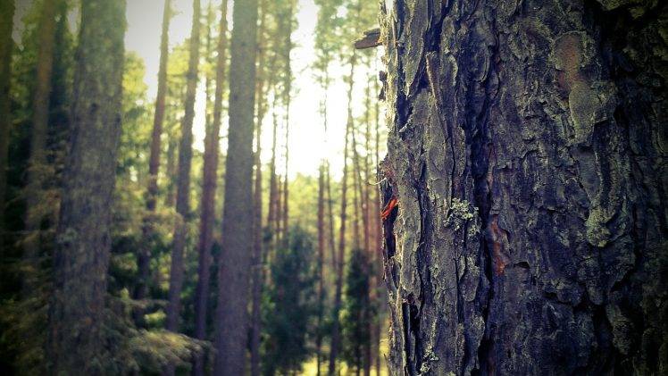 forest, Nature, Masuria, Trees, Closeup, Poland HD Wallpaper Desktop Background