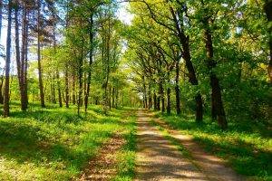 nature, Spring, Green, Trees, Serbia
