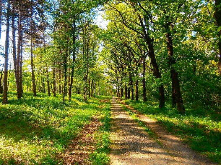 nature, Spring, Green, Trees, Serbia HD Wallpaper Desktop Background