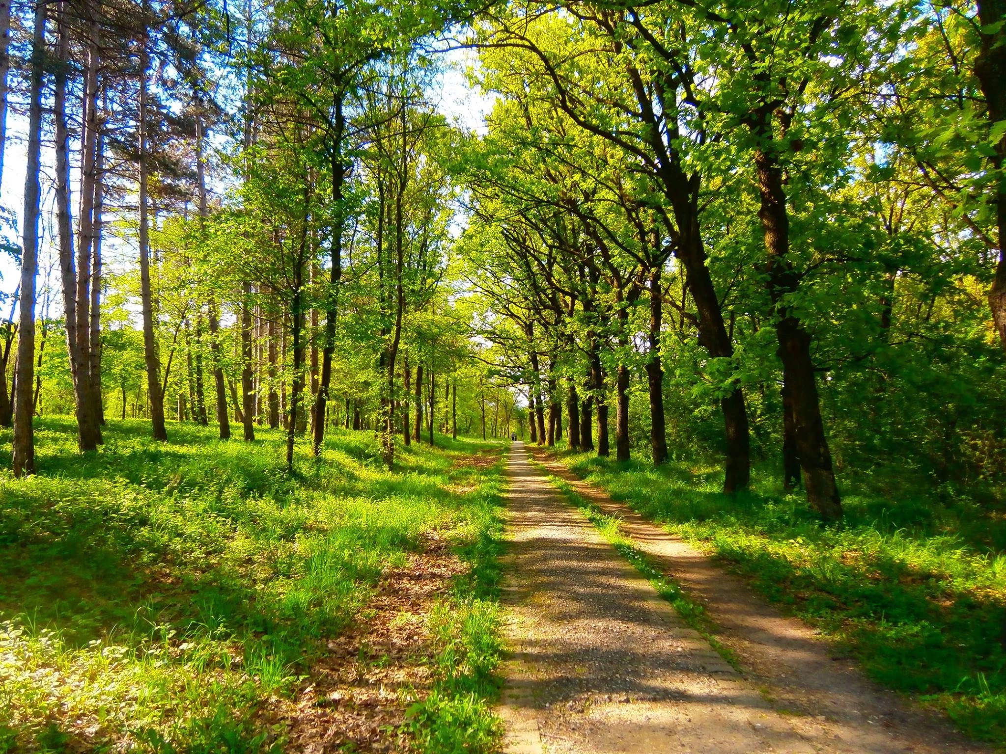  nature  Spring Green  Trees  Serbia Wallpapers HD 