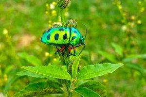 nature, Insect, Sri Lanka