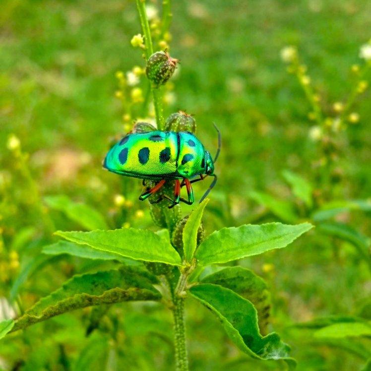 nature, Insect, Sri Lanka HD Wallpaper Desktop Background