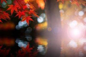nature, Trees, Leaves, Bokeh, Maple Leaves, Fall, Water