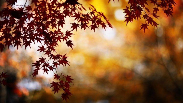 nature, Trees, Leaves, Bokeh, Maple Leaves, Fall, Water HD Wallpaper Desktop Background