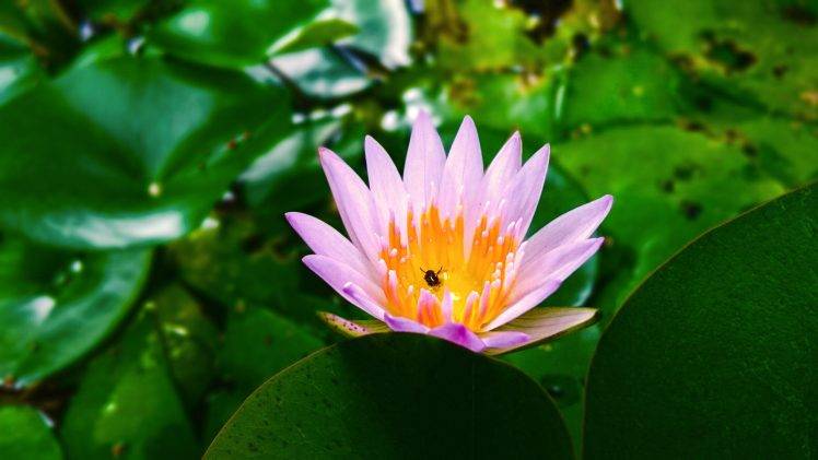 nature, Lotus Flowers, Grass HD Wallpaper Desktop Background