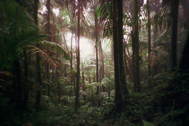 nature, Jungles, Lomography HD Wallpaper Desktop Background