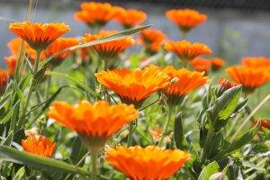 nature, Orange, Flowers