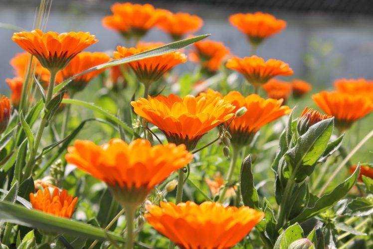nature, Orange, Flowers HD Wallpaper Desktop Background