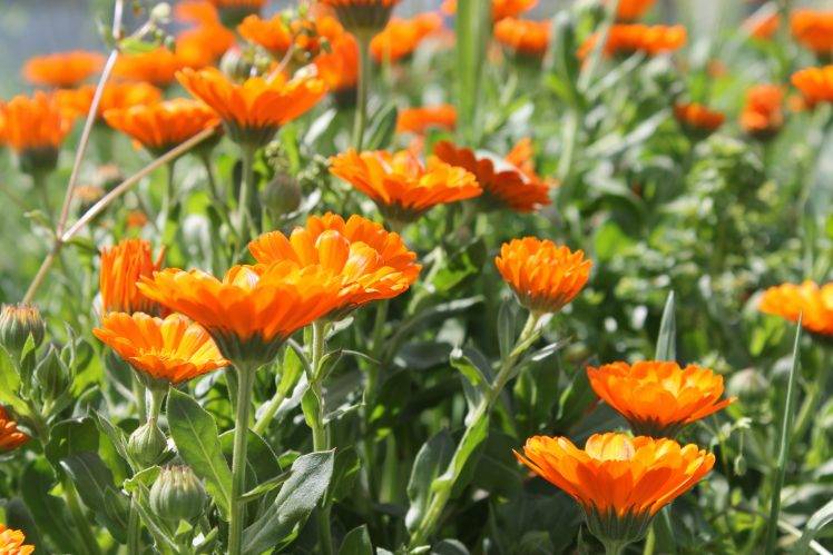 nature, Flowers, Orange HD Wallpaper Desktop Background