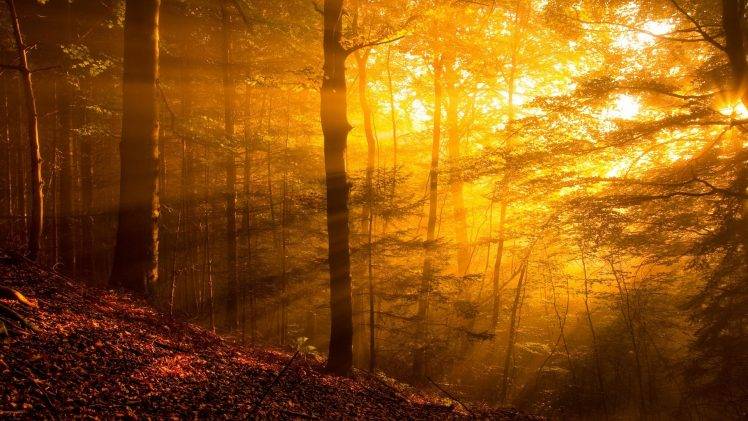 nature, Trees, Forest, Sun Rays, Leaves, Branch, Plants, Fall, Yellow, Hill HD Wallpaper Desktop Background