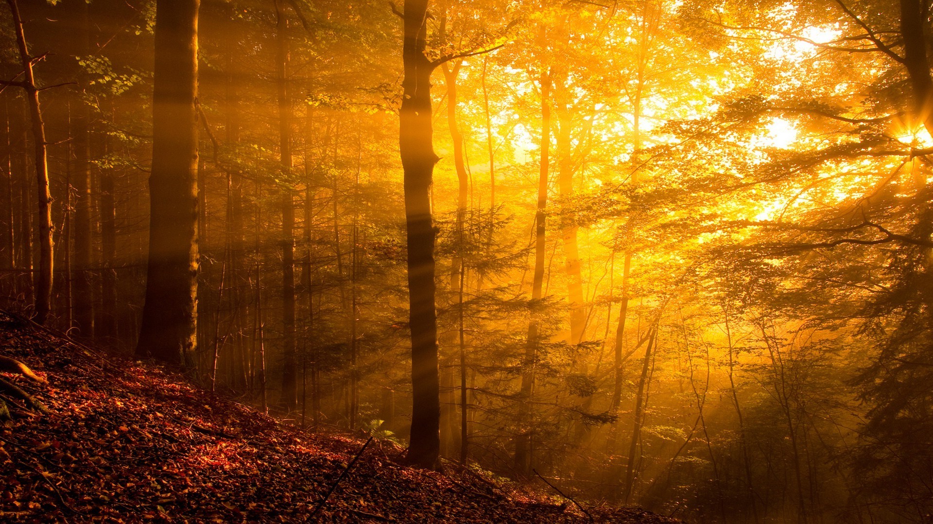 nature, Trees, Forest, Sun Rays, Leaves, Branch, Plants, Fall, Yellow, Hill Wallpaper