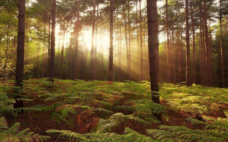 nature, Trees, Forest, Sun Rays, Leaves, Branch, Plants, Ferns HD Wallpaper Desktop Background