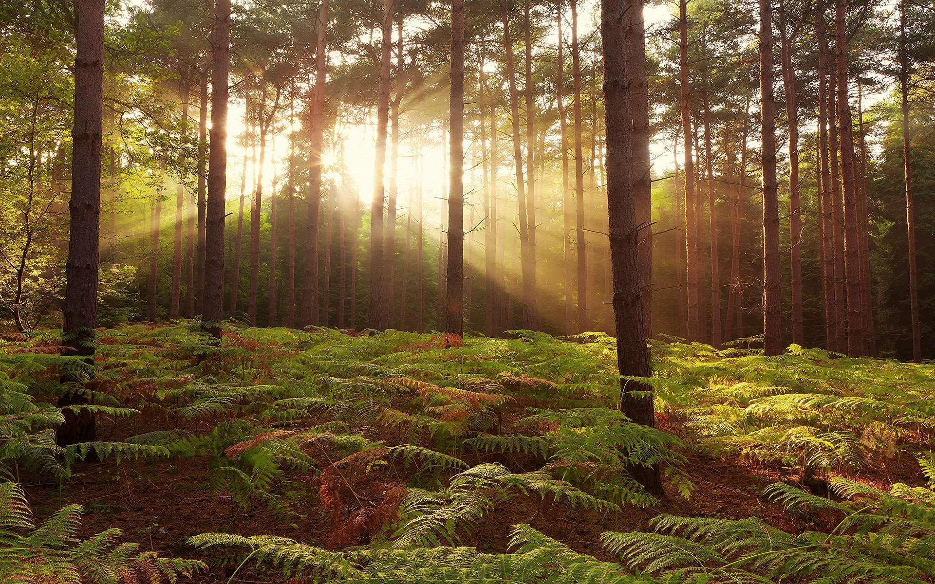 nature, Trees, Forest, Sun Rays, Leaves, Branch, Plants, Ferns Wallpaper