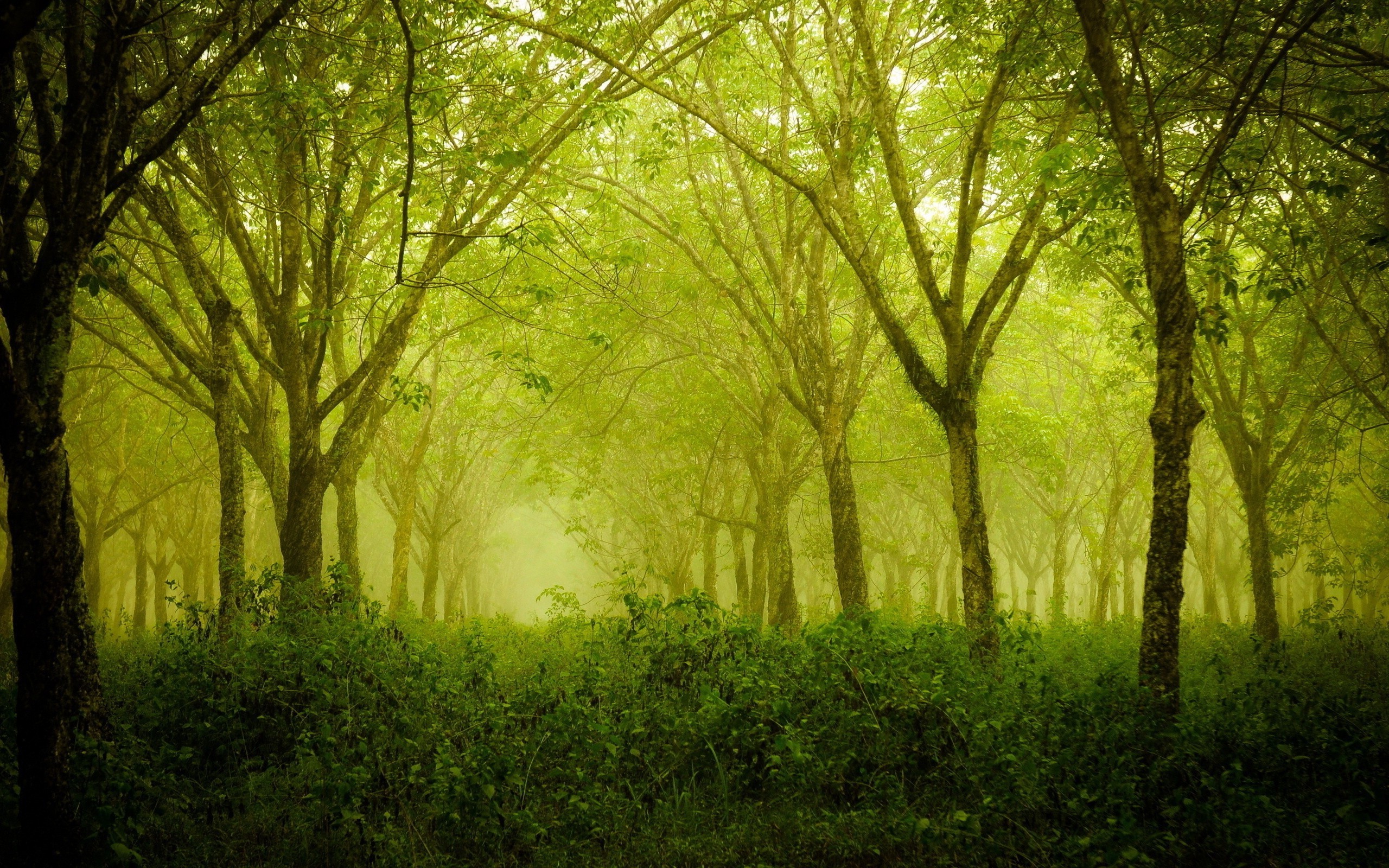 nature, Forest Wallpaper